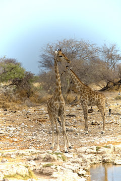 Giraffe, Giraffa camelopardalis, in Etosha National Park, Namibi