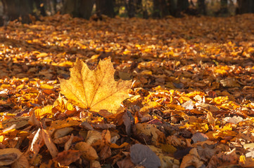 autumn maple leaves