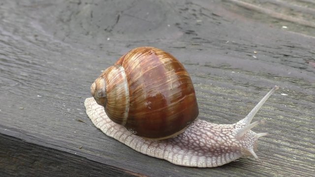Snail on a wooden board 
