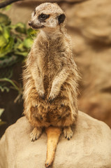 Fototapeta premium live mature meerkat