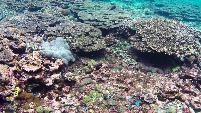 Snorkeling in Indonesian sea, underwater landscape, Bali, Nusa penida on coral gardden reef
