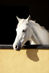 White Horse Looking