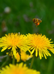 Bee flying over yellow flowers
