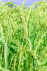 Rice plant in rice field