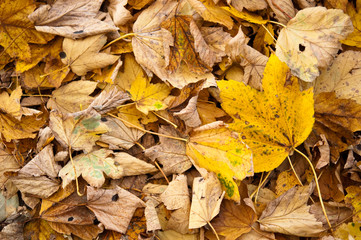 Herbst - Gelbes Laub