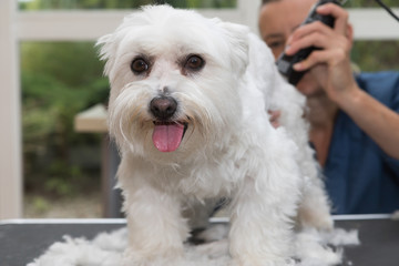 The cute white Maltese dog is in dog salon