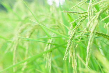 growth paddy rice in rice fields