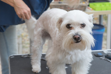 Grooming the background of the white Maltese dog