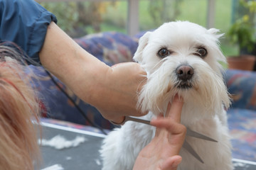 Grooming the head of a white Maltese dog