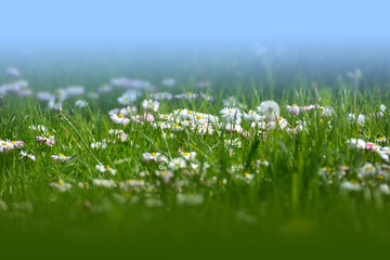 white daisy flowers in a grass
