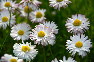 Obraz na płótnie Canvas white daisy flowers in a grass