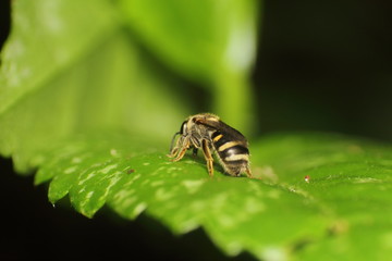 Fototapeta premium Small insect and bug