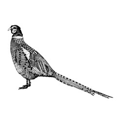 Fototapeta na wymiar abstract hand drawn vector illustration with a pheasant