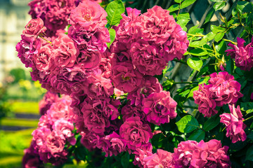Bush of beautiful roses in a garden