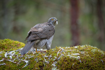 Goshawk Feeding