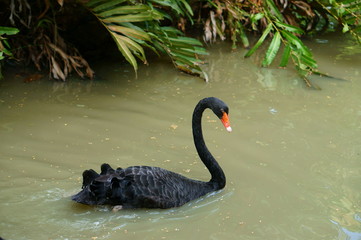 Black swan