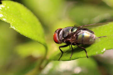 Small insect and bug