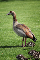 exotic mother duck with babies - 95373939