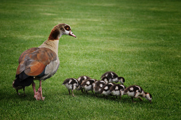 exotic mother duck with babies - 95373946