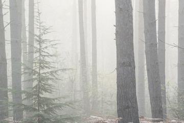 Pine forest Autumn Fall landscape foggy morning
