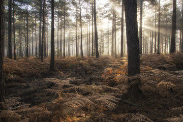 Pine forest Autumn Fall landscape foggy morning