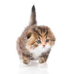 Scottish kitten in front. isolated on white background