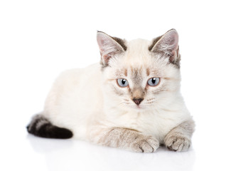 gray kitten looking at camera. isolated on white background