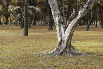 Trees in park on time afternoon.