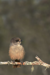 Siberian jay sitting on a dry branch