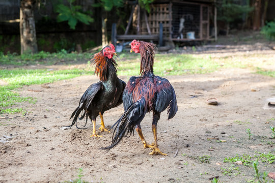  the fighting chickens