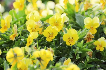 Photo sur Plexiglas Pansies Yellow pansy flower in garden.