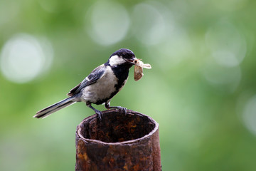 Tit with prey, main road, Parus major , a bird with a caterpillar in its beak, wildlife, maternity, animals, Big tit, main road, Parus major, a bird of the family siniavin, the passerine.