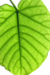 ウンベラータ　葉脈