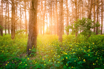 sunset in the forest