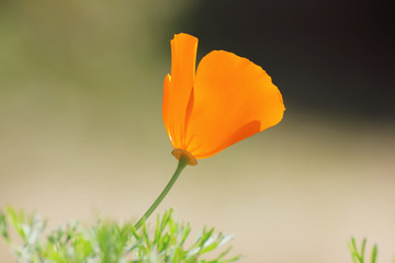 California Poppy(Eschcsholzia Californica Cham).
