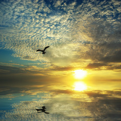 Beautiful clouds at sunset and flying seagulls