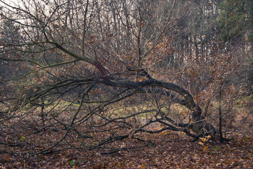 Listopadowy sen © Mariusz Stoszewski