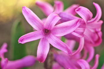 Fototapeta premium Pink hyacinth close up. Flowering.