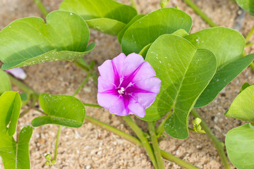 Goat's Foot Creeper or Beach Morning Glory (Scientific Name : Ipomoea Pes-caprae)