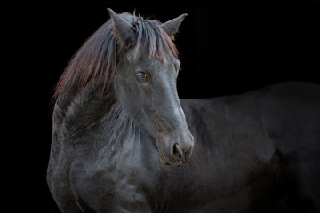Fototapeta na wymiar portrait of the black horse on the black background