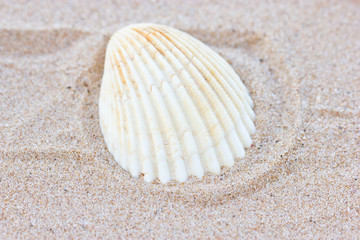 Sea shell on sand.