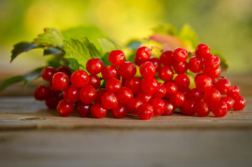Red Viburnum berries on wooden table