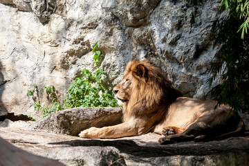 Obraz premium lion lies down