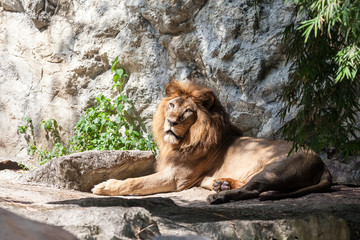 Naklejka premium lion lies down