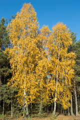 birch tree with green yellow leaves fall