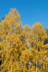 birch tree with green yellow leaves fall
