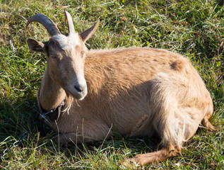 Happy Goat brown