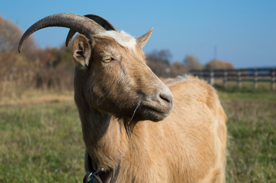 Happy Goat brown