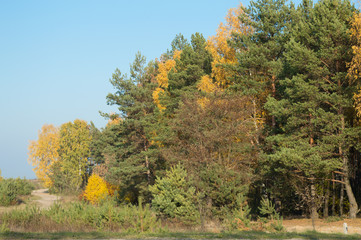 Fototapeta premium birch tree with green yellow leaves fall