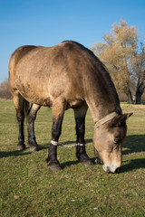 Naklejka na ściany i meble Horse on nature. Portrait of a horse, brown horse
